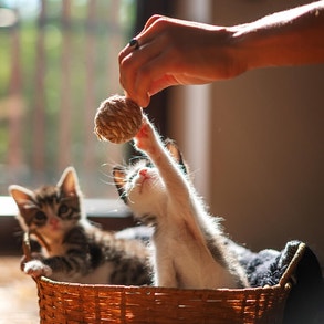 Socialization-et-jeu