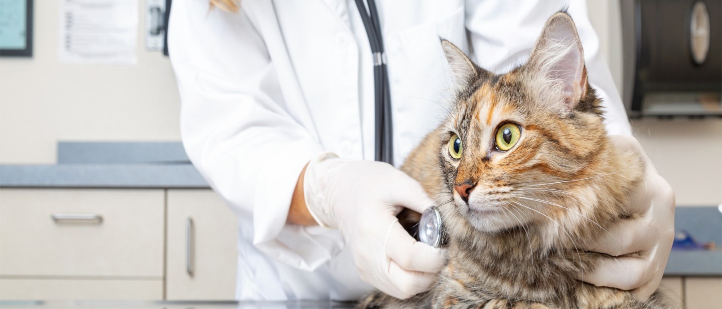 consultation-veterinaire-de-votre-chat-chez-le-veterinaire desktop