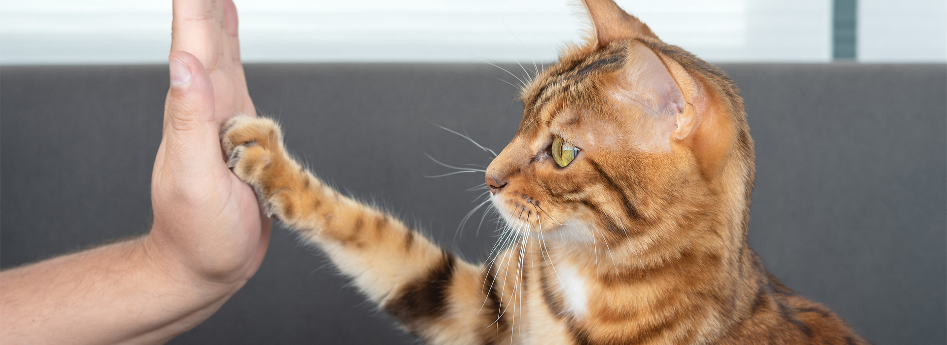4 tips sobre cómo educar un gato WHISKAS® Chile